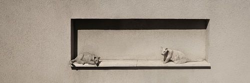 Lazy Sunday. Katten. Panorama.