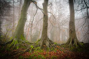 Backershagen Wassenaar von Dirk van Egmond