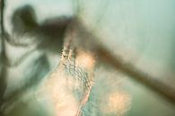 Vleugels Libel | Natuurfoto | Groen van Nanda Bussers thumbnail