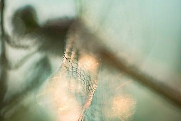 Vleugels Libel | Natuurfoto | Groen van Nanda Bussers