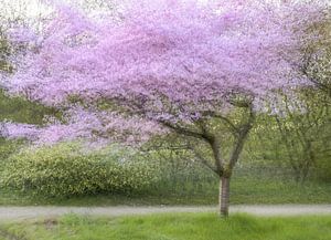 arboretum part 31
