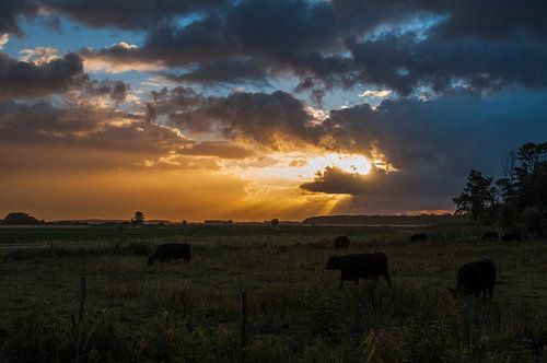 Koeien in de vroege ochtendzon