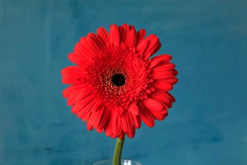 Gerbera van Thomas Jäger