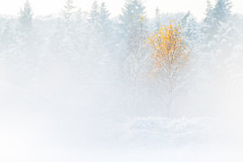 A misty morning in the Veluwe by Danny Slijfer Natuurfotografie