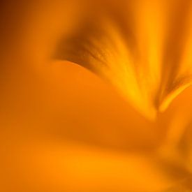 Intimité d'une tulipe sur Wim Lanphen