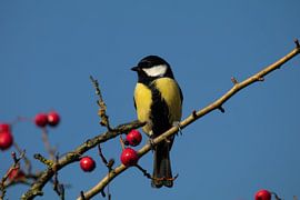 Kohlmeise unter Beeren von Bianca Schouten