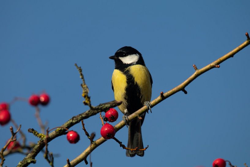 Kohlmeise unter Beeren von Bianca Schouten