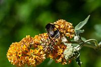 Close up van hommel aan het werk