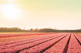 Champs de fleurs roses près de Lisse sur Stefanie de Boer