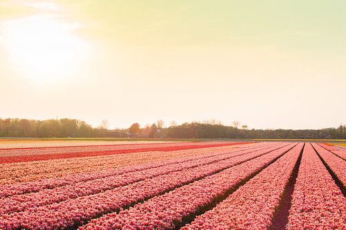 Roze bloembollenvelden bij Lisse