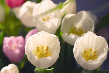 White Tulips by Marianna Pobedimova