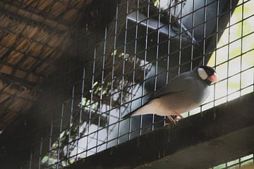 Oiseau dans une cage à oiseaux sur Nicole Van Stokkum