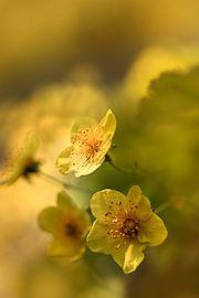 Warm spring greetings.