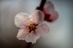 Fleur de cerisier sur Bas Rutgers
