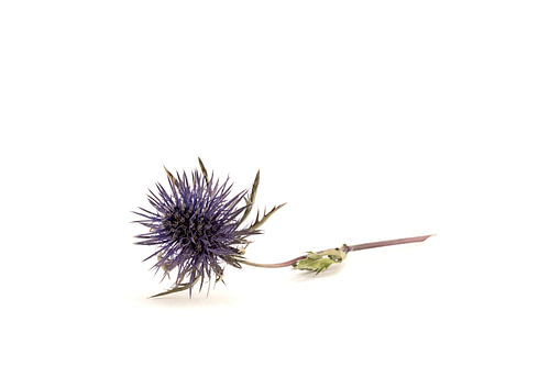 Thistle flower still life