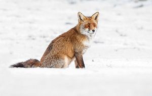Winter vos