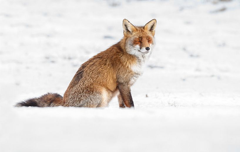 Winter vos par Menno Schaefer