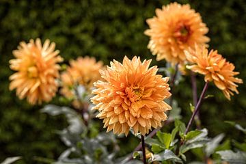 Dahlia sur Rob Boon