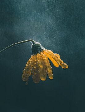das Gänseblümchen verbeugt sich vor dem Regen von barbara pellegrini