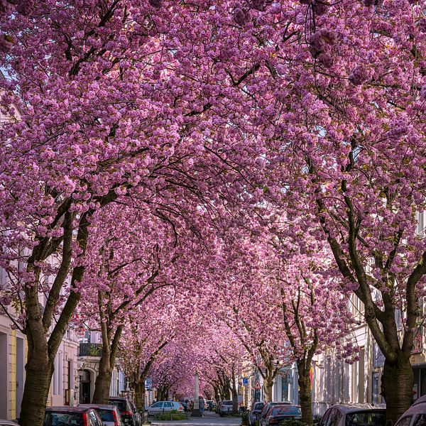 Kersenbloesems in Bonn, Duitsland van Michael Abid