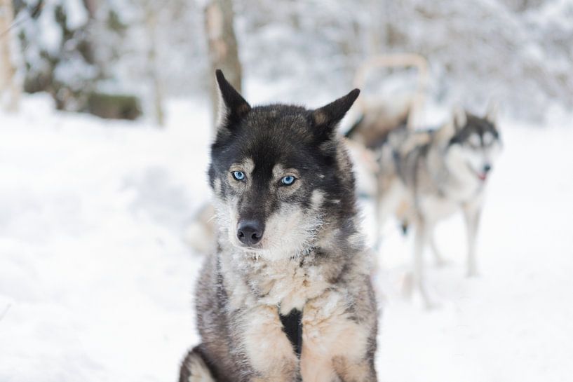 Husky' Finnisch-Lappland von Rick Van der Poorten
