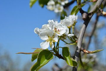 Perenbloesem in bloei tegen blauwe lucht van My Footprints