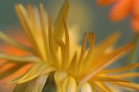 Marigold, Calendula