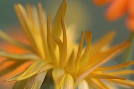 Marigold, Calendula by Helmut Neumann Blütenfotografie