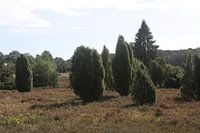 Het landschap van de Lüneburger Heide op de Wilseder Berg