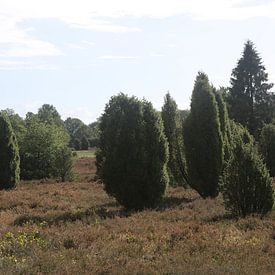 Die Landschaft der Lüneburger Heide am Wilseder Berg von Karina Baumgart