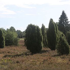 Het landschap van de Lüneburger Heide op de Wilseder Berg van Karina Baumgart