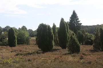 Het landschap van de Lüneburger Heide op de Wilseder Berg van Karina Baumgart