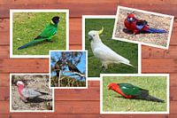 Collage of Australian Parrots