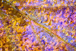 Macro of autumn leaf in sunlight with waterdrops.