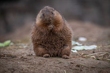 Prairiehondje moet weer even wennen aan het koude weer van Martijn de Bruijn