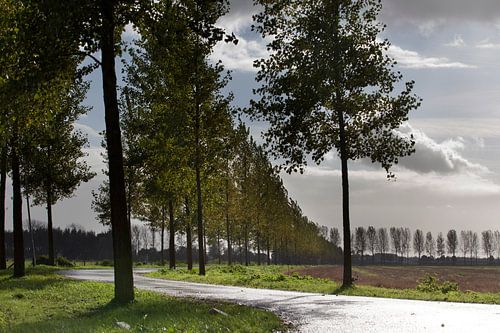 Landschap in Maas en Waal