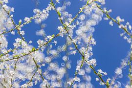 Der Frühling liegt in der Luft