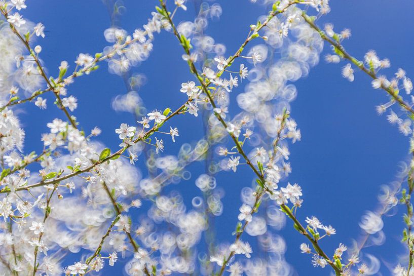 Spring is in the air by Yanuschka | Fotografie Noordwijk