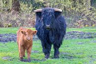 Zwarte Schotse Hooglander koe en bruin kalf samen in de wei van Ben Schonewille thumbnail