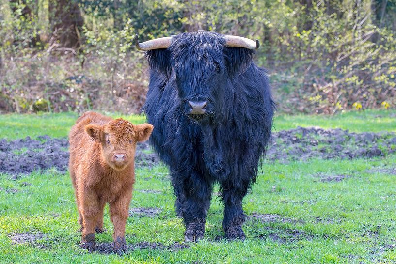 Zwarte Schotse Hooglander koe en bruin kalf samen in de wei van Ben Schonewille