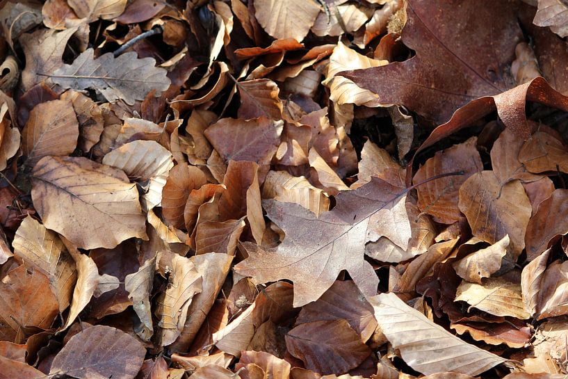 Feuille d'automne, divers par Berg Photostore