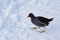 Meerhoen in de sneeuw