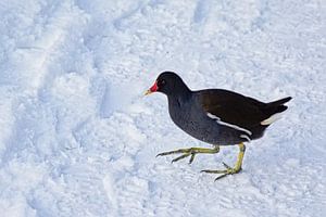 Moorhuhn im Schnee