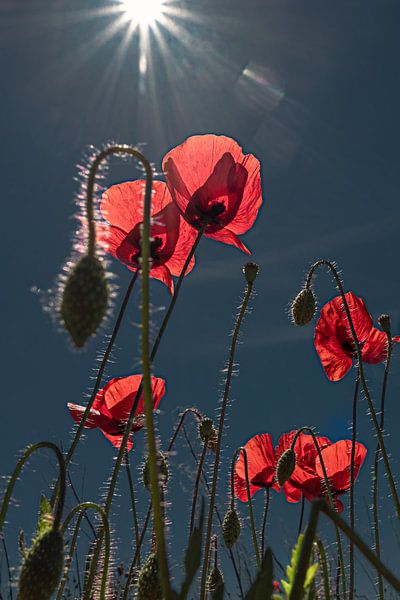 Mohnblume im Gegenlicht von Kurt Krause
