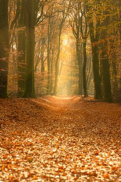 Path through a gold colored forest during the fall by Sjoerd van der Wal Photography