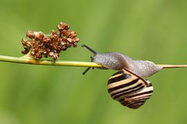 Balance by Frank Smedts