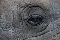 Das Auge eines Nashorns