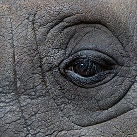 Het oog van een neushoorn van Mariska van der Heijden