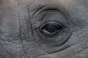 Het oog van een neushoorn van Mariska van der Heijden