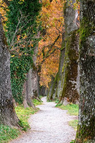 Herfstlandschap met een schaduwrijk steegje
